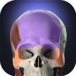 Anatomyka MOD APK